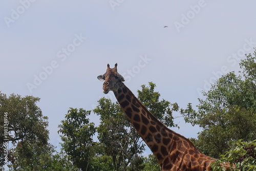 Elephants in Akagera National Park Rwanda – African Safari Wildlife Photography