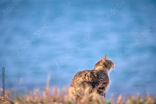 Cat in the street. Cat in the city. Cat in the city