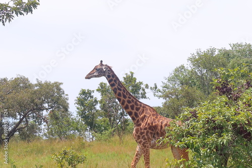 Elephants in Akagera National Park Rwanda – African Safari Wildlife Photography