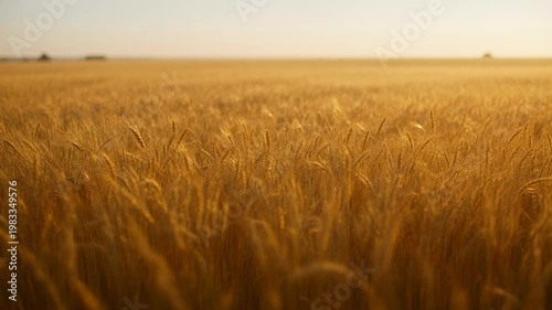 The images depict a vast field of tall, golden crops, likely wheat or barley, stretching out under a clear sky