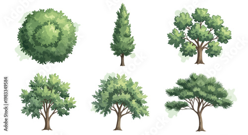 Watercolor green tree vector set, collection of 6 organic forest and garden trees, hand drawn botanical elements for landscape design and architecture