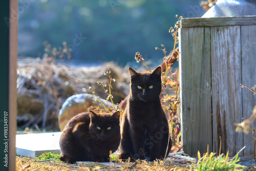 Cat in the street. Cat in the city. Cat in the city