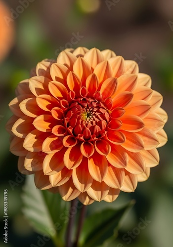 Close-up of a Vibrant Orange Dahlia Flower in Full Bloom.