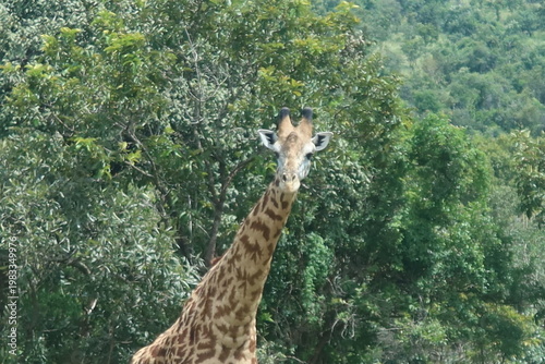 Elephants in Akagera National Park Rwanda – African Safari Wildlife Photography