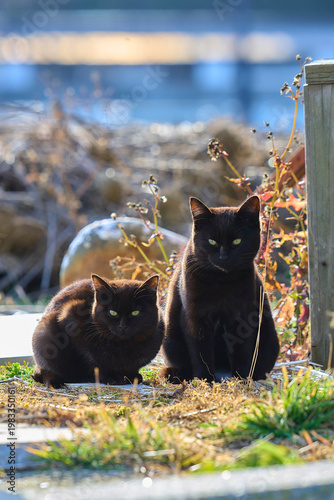 Cat in the street. Cat in the city. Cat in the city