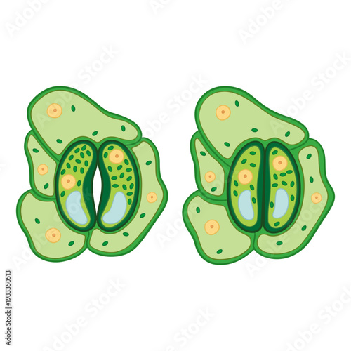 Illustration of guard cells for education 