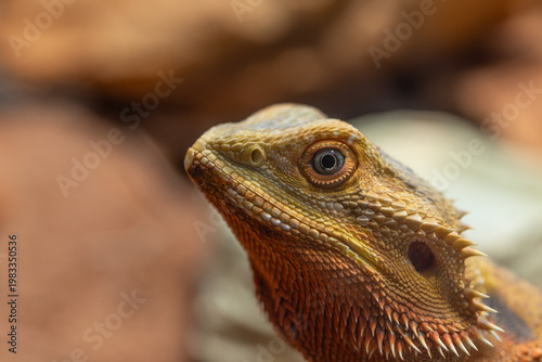 Lizard head closeup showing thorns