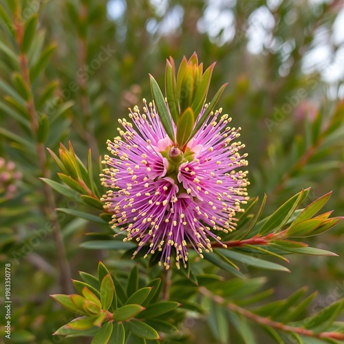 Close-up of a vibrant pink bottlebrush flower in bloom.