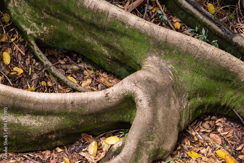 Tree trunk and roots closeup. Wooden backdrop