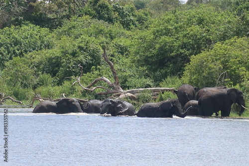 Elephants in Akagera National Park Rwanda – African Safari Wildlife Photography