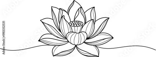 vector illustration of a lotus flowers