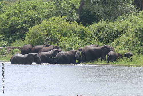 Elephants in Akagera National Park Rwanda – African Safari Wildlife Photography