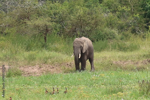 Elephants in Akagera National Park Rwanda – African Safari Wildlife Photography