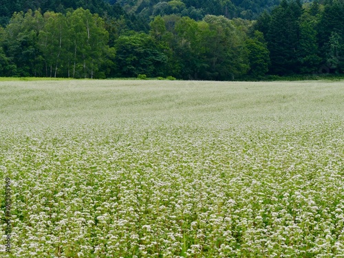 Quadro em tela HOKKAIDO, JAPAN – JULY 27, 2025: A flowering buckwheat (Fagopyrum esculentum) or SOBA field in full white bloom, a scenic agricultural landmark in the rural Sobetsu region during summer