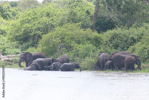 Elephants in Akagera National Park Rwanda – African Safari Wildlife Photography