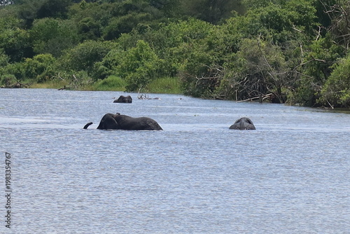 Elephants in Akagera National Park Rwanda – African Safari Wildlife Photography