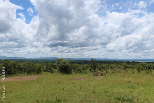 Elephants in Akagera National Park Rwanda – African Safari Wildlife Photography