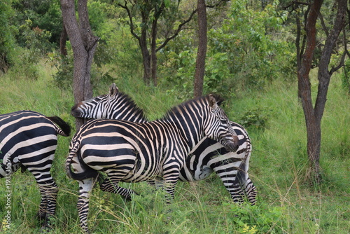 Elephants in Akagera National Park Rwanda – African Safari Wildlife Photography