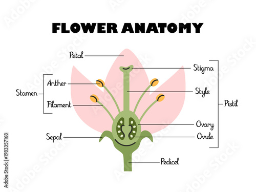 Flower anatomy. Angiosperm flower morphology, cross section, detailed diagram with cross section. Vector illustration useful for botanical study and scientific education