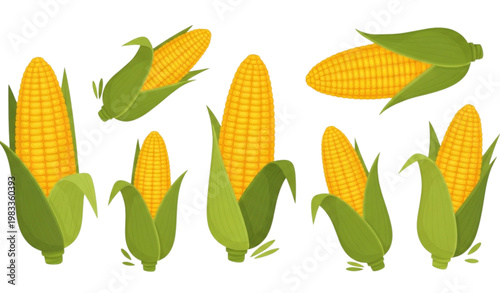 Vector Set of Fresh Corn on the Cob with Husks for Healthy Food, Organic Produce, and Farming Designs