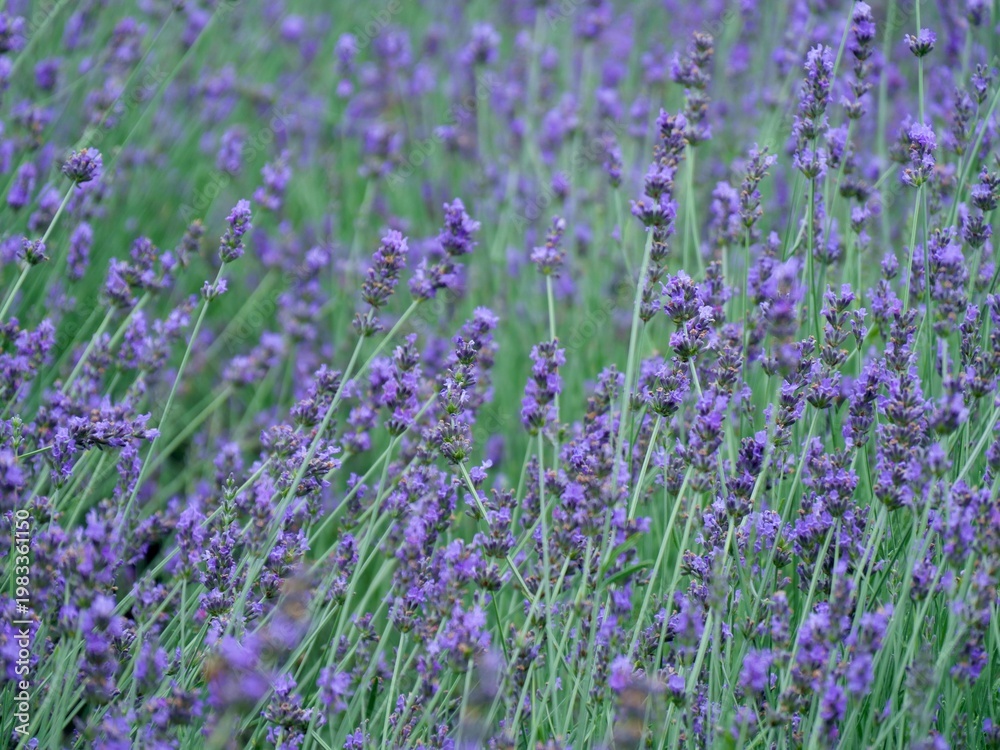 Fototapeta premium NAKAFURANO, JAPAN – JULY 28, 2025: A detailed macro shot of a blooming lavender sprig at Farm Tomita, Hokkaido’s premier floral destination during the peak summer season.