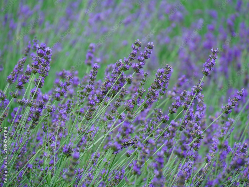 Fototapeta premium NAKAFURANO, JAPAN – JULY 28, 2025: A detailed macro shot of a blooming lavender sprig at Farm Tomita, Hokkaido’s premier floral destination during the peak summer season.