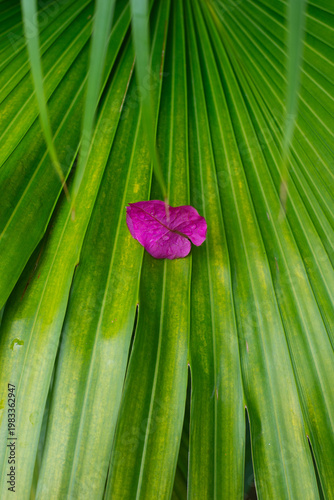 Spring flower on a leaf