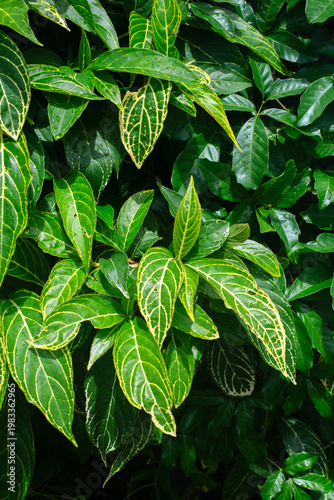 Variegated leaf with yellow veins