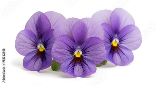 Purple pansy flowers clipart beautiful floral design for digital art scrapbooking