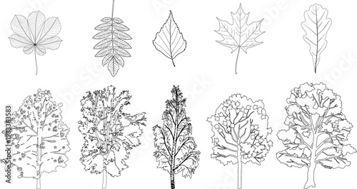 Tree and leaf identification vector set for kids. Educational coloring page with maple, oak, birch, rowan and chestnut isolated on white background