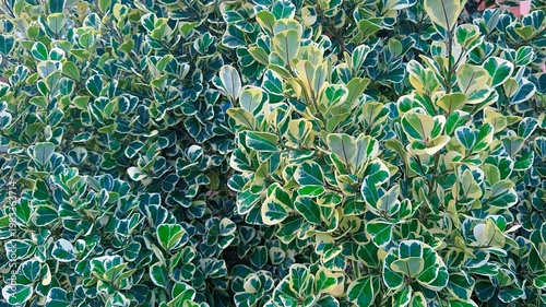Variegated Hedge Bush Green White Leaf Texture, Ornamental Shrub Foliage Pattern Garden