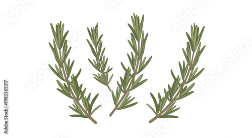 A sprig of fragrant rosemary herb with delicate green leaves arranged artistically against a clean white backdrop, perfect for culinary or