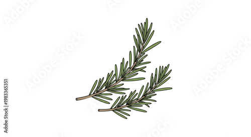 Fragrant Rosemary Sprigs Isolated on White Background a Culinary and Medicinal Herb for Aromatherapy and Cooking