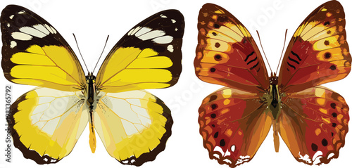 Yellow and Brown Butterfly Illustration Set Featuring Two Colorful Butterflies for Nature, Wildlife, and Spring Designs