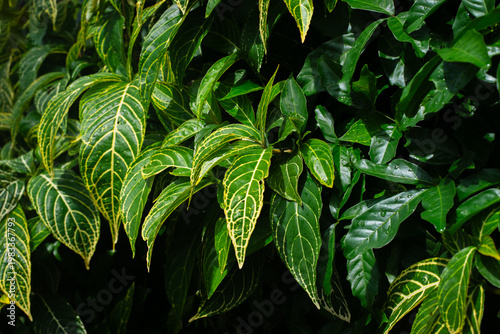 Green Leaves with Raindrops