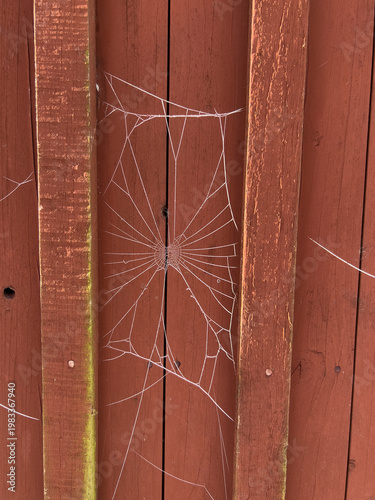 Winterzeit - Spinnennetz eingefroren an einer roten Holzwand