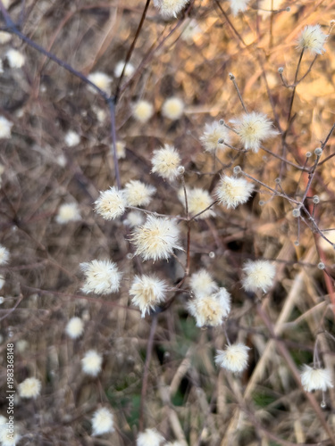 Vergänglichkeit - weiße flauschige Blüten, die langsam vertrocknen und vom Wind weggeweht werden