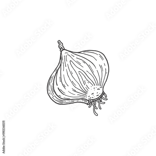 A half of an onion, a slice. Sketch. Doodle. Fresh, organic vegetables. Healthy food. Herbs, fragrant spices. Vector illustration isolated on white background.
