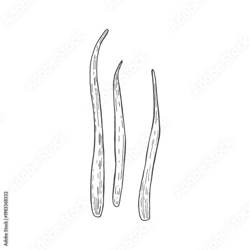 Long, thin green onions. Sketch. Doodle. Fresh, organic vegetables. Healthy food. Herbs, fragrant spices. Vector illustration isolated on white background.