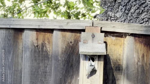 Nuthatch pair at a homemade nest box	