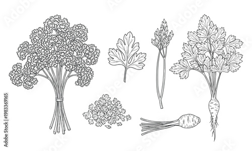 Parsley root and leaf vector set for cooking herb botanical illustration engraving.