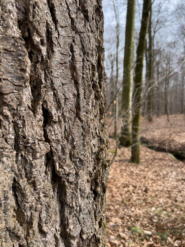 Verstecken - Blick an einem wunderschönen alten Baum vorbei in den frühlingshaften, aber noch kahlen Wald