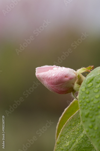 Quince (Cydonia oblonga) bud after rain close up with water droplets minimal spring composition Greece.