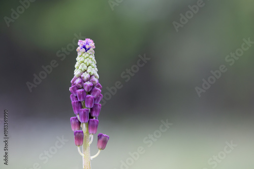 Tassel hyacinth (Leopoldia comosa) bud close up minimal composition with soft green background spring Greece.