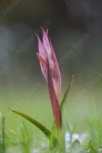 Tongue orchid (serapias bergonii) flower after rain, close up of pink blooms with soft green background, minimal composition, wild orchid in natural habitat, Greece.