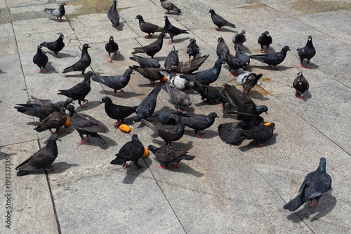 Pigeons eating in the square