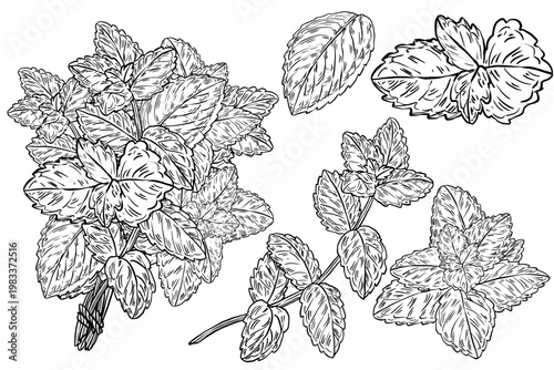 Black and white vector illustration set of mint in vintage style. Tied bunch, individual sprigs, and isolated leaves with detailed veins. Great for tea labels, botanical prints, and herb packaging