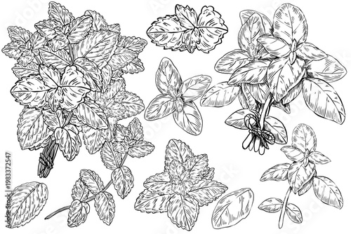 Vector illustration set of mint and basil in engraving style. Mint serrated leaves as bunch and sprigs. Basil smooth rounded leaves as bunch. Great for tea labels, mojito menus, and sauce packaging