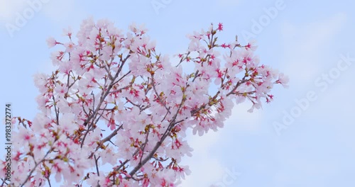 春の訪れを感じる桜の蕾と満開のソメイヨシノ