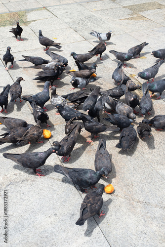 Pigeons eating in the square